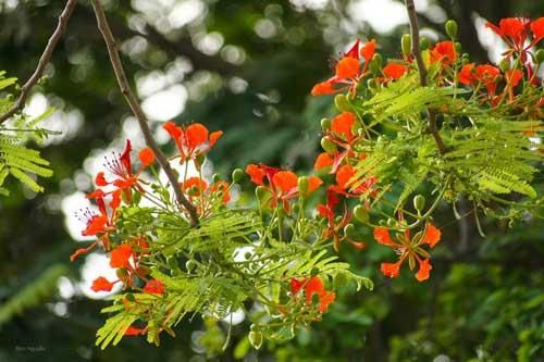 Tháng Năm, bâng khuâng mùa phượng đỏ