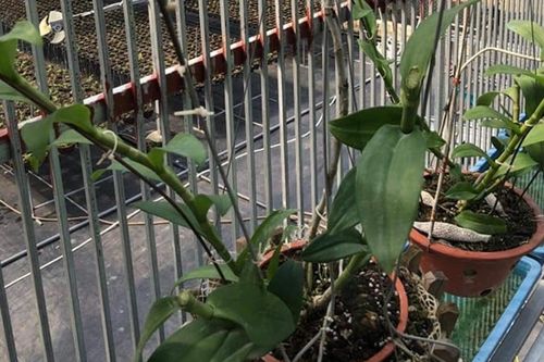Chủ nhà tá hỏa phát hiện 19 chậu lan quý trị giá khoảng 6 tỷ đồng bị trộm