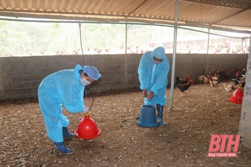 Chăn nuôi an toàn sinh học vượt qua 'bão' dịch bệnh