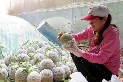 Liên kết sản xuất dưa lưới