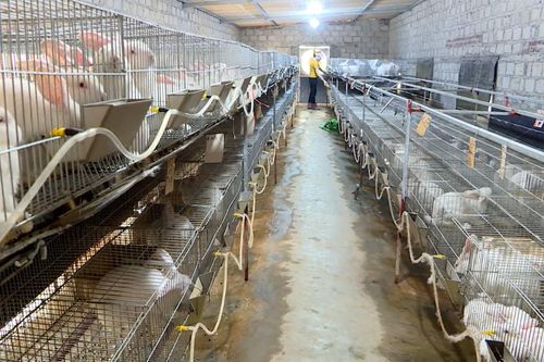 Hải Phòng: Nuôi loài tai to dễ như ăn kẹo, tháng nào cũng xuất chuồng, nông dân khá giả