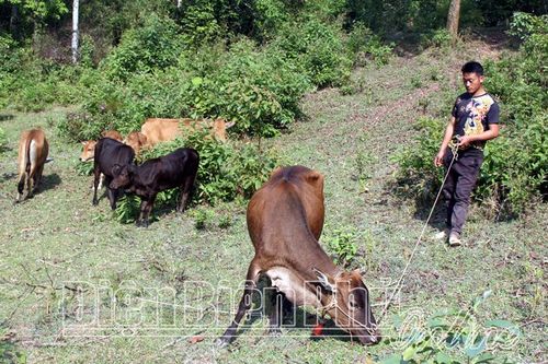 Hướng đi hiệu quả trong xóa đói giảm nghèo (bài 3)