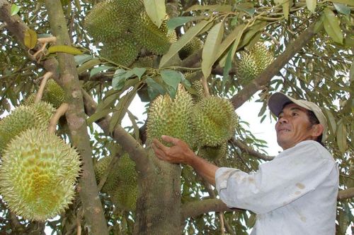 Đạ Huoai: Giá sầu riêng tăng nhẹ