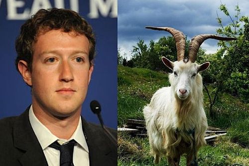 Mark Zuckerberg từng tự tay giết một con dê để đãi CEO Twitter
