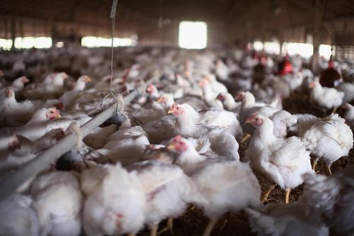Mỹ thiếu thịt gà, sốt cà chua vì Covid-19