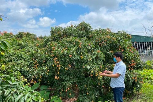 Hải Dương tiêu thụ vải quả trên trang Voso.vn
