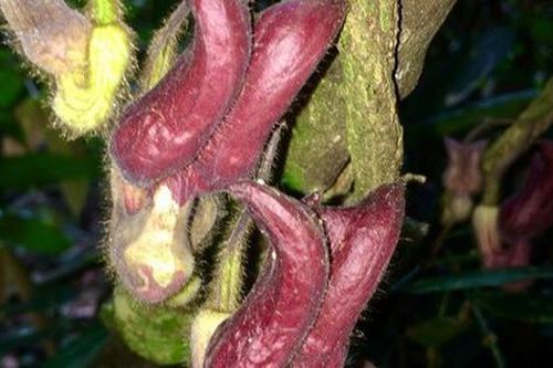 Phát hiện loài thực vật kỳ dị tại Vườn Quốc gia Vũ Quang