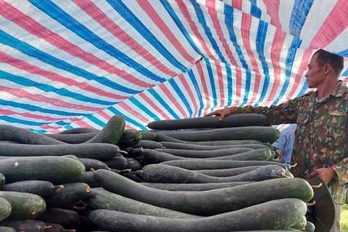 Hàng trăm tấn bí xanh nằm ruộng, nông dân 'đỏ mắt' chờ thương lái