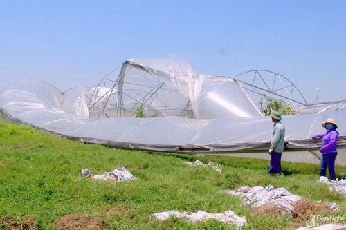 TP. Vinh: Nhà lưới đổ ập; Hàng trăm ha lúa 'nằm bẹp' sau mưa lốc