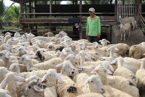 Ninh Thuận: Người chăn nuôi phấn khởi vì giá dê, cừu tăng cao