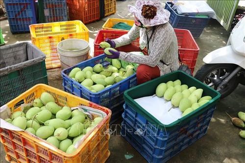 Xoài Đồng Tháp cuối vụ mất giá