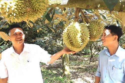 Sầu riêng chín sớm được mùa, trúng giá