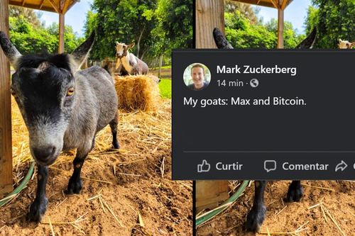 Khoe ảnh nuôi dê, 'ông chủ Facebook' khiến cộng đồng mạng dậy sóng vì chi tiết bất ngờ