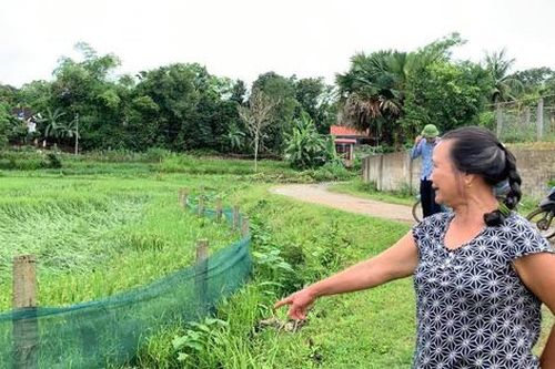 Nông dân Nghệ An thiệt hại nặng nề sau trận mưa lốc