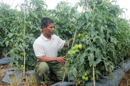 Khi đồng bào vùng khó đa dạng hóa cây trồng