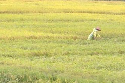 Thanh Thủy: Mưa đá gây thiệt hại nhiều diện tích lúa sắp thu hoạch