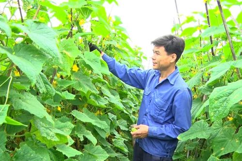 Giá nhiều loại rau, củ, quả giảm mạnh