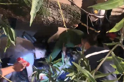 Clip: Cứu nạn người bị cây đổ đè lên trong lúc mưa giông