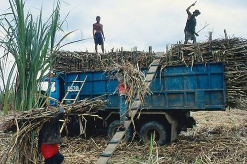 Tìm giải pháp cứu ngành mía đường