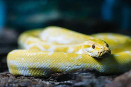 Người nuôi rắn bị chỉ trích là độc ác