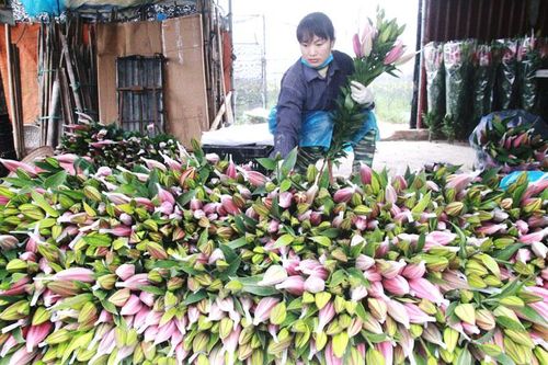 Chuyển đổi cơ cấu cây trồng trên đất lúa: Hướng đi hiệu quả