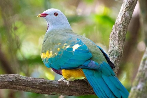 Cận cảnh các loài chim bồ câu hoang dã đẹp nhất quả đất