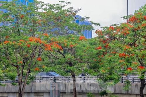 Chớm hè, hoa phượng rạo rực khắp phố phường Hà Nội