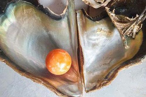 Được 'bụt báo mộng', ngư dân tìm thấy viên ngọc trai màu cam giá gần 8 tỉ đồng