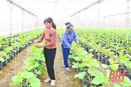Chuyển đổi cơ cấu cây trồng - những vấn đề đặt ra: 'Bắt mạch' yếu kém