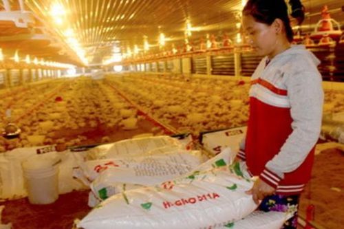 Thức ăn chăn nuôi đồng loạt tăng giá, nông dân 'điêu đứng'
