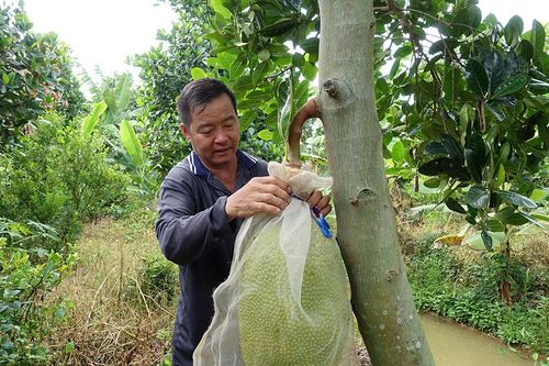 Trồng mít Thái mỗi năm cho thu nhập 300 triệu đồng