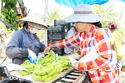 Hướng đi mới cho vùng đất phèn