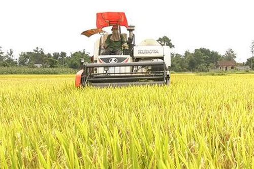 Những yếu tố tạo nên mùa vàng