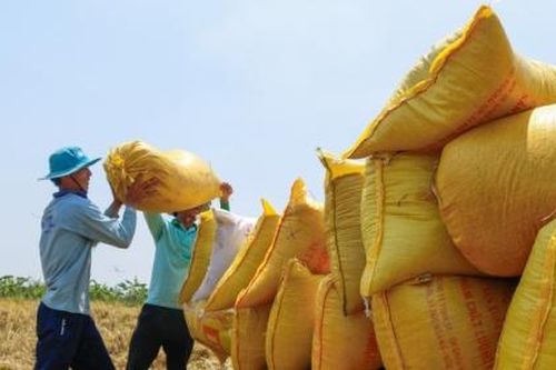 Xuất khẩu gạo 4 tháng đầu năm đạt hơn 1 tỷ USD