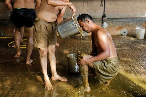 Ấn Độ: Bác sĩ cảnh báo không nên dùng phân bò để chữa bệnh COVID-19