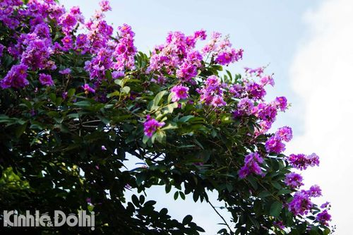 Hà Nội: Bằng lăng nở tím trời những ngày đầu hạ
