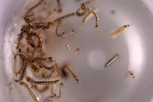 Mỹ thả muỗi biến đổi gene để làm gì?