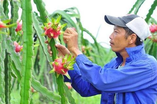 Lộ diện những mặt hàng rau quả triệu USD giúp nông dân lãi đậm