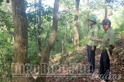 Khai thác rừng bền vững, hiệu quả