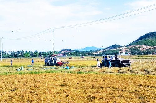 Vạn Ninh: Thu hoạch khoảng 3.040 ha lúa đông xuân