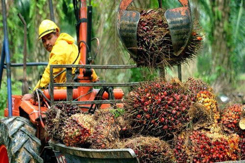 Giá dầu cọ đạt mức cao nhất lịch sử, giá nhiều loại dầu thực vật tăng mạnh