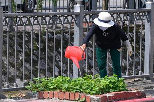 Những vườn trồng rau cực kỳ độc đáo ngay giữa lòng Hà Nội