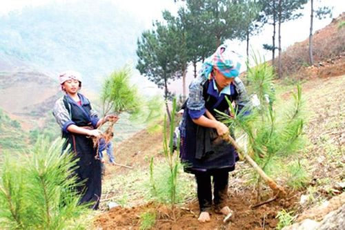 Đề xuất chính sách trợ cấp gạo trồng rừng thay thế nương rẫy