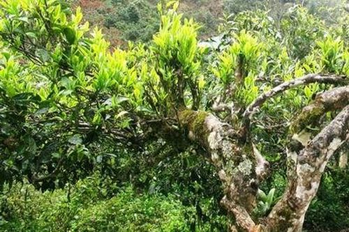 Chè Shan tuyết Na Hang có bảo hộ chỉ dẫn địa lý
