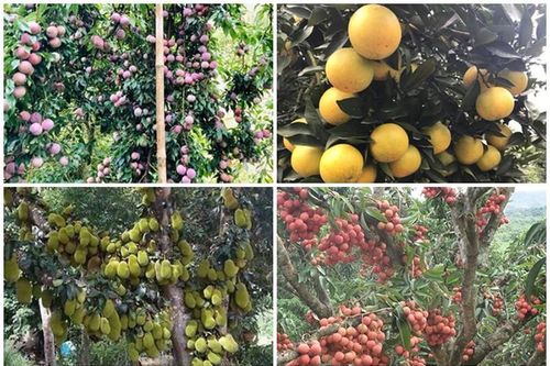Tròn mắt xem loạt cây 'vỡ kế hoạch' của nông dân Việt