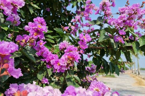 Hoa bằng lăng tím khoe sắc trên các tuyến phố tại Thanh Hóa