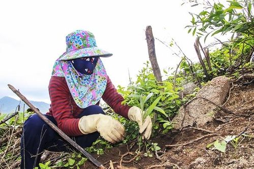 Đề xuất chính sách trợ cấp gạo trồng rừng thay thế nương rẫy