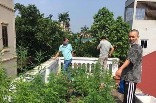 9X ở Hà Nội mở 'nông trại' cần sa trên mái nhà