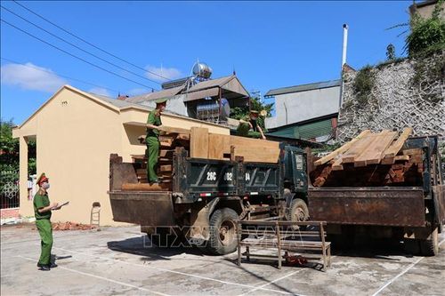 Sơn La: Liên tiếp bắt giữ các vụ vận chuyển gỗ trái phép