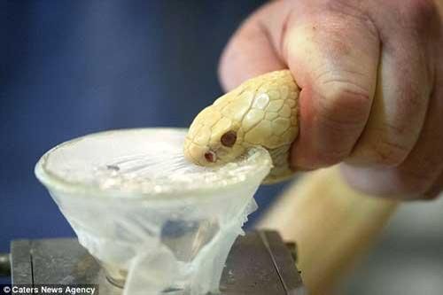 Nổi da gà với nghề vắt nọc độc rắn